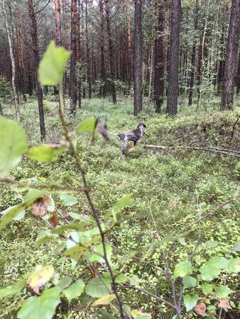 Puppy dog  breed German Shorthaired Pointer in the forest.の写真素材