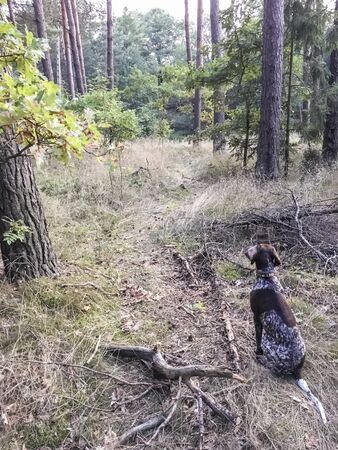 Puppy dog  breed German Shorthaired Pointer in the forest.の写真素材