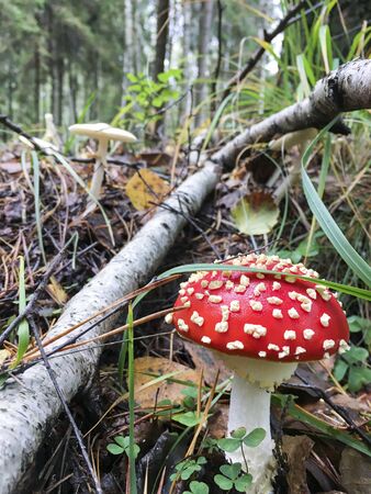 Red and white toadstool in Poland. Autumn time.の写真素材