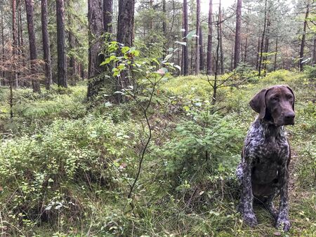Puppy dog  breed German Shorthaired Pointer in the forest.の写真素材