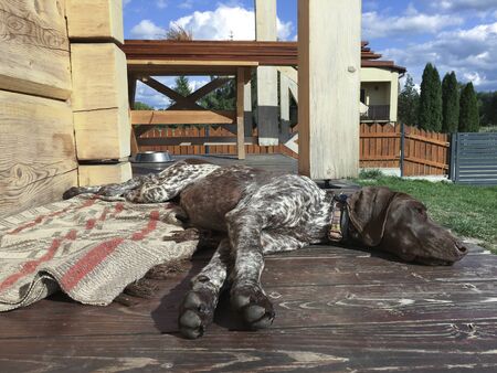 Young puppy dog - breed German Shorthaired Pointerの写真素材