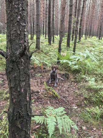 Puppy dog  breed German Shorthaired Pointer in the forest.の写真素材