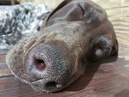 Head of young puppy dog - breed German Shorthaired Pointerの写真素材
