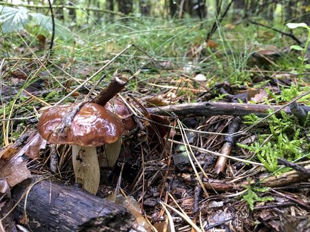 Eatable beauty brown mushroom - Poland.の写真素材