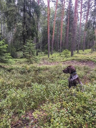 Puppy dog  breed German Shorthaired Pointer in the forest.の写真素材