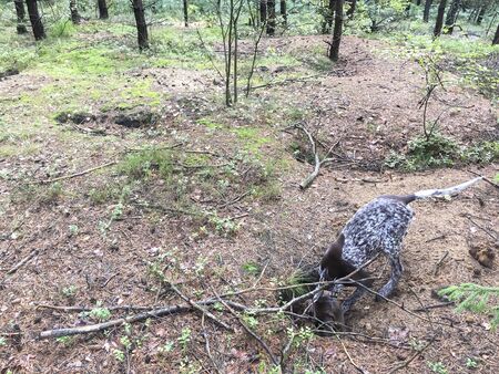Puppy dog  breed German Shorthaired Pointer in the forest.の写真素材