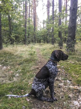Puppy dog  breed German Shorthaired Pointer in the forest.の写真素材