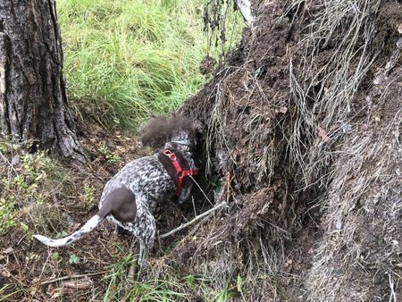 Puppy dog  breed German Shorthaired Pointer in the forest.の写真素材