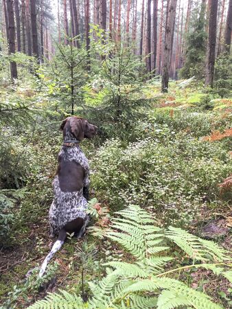 Puppy dog  breed German Shorthaired Pointer in the forest.の写真素材