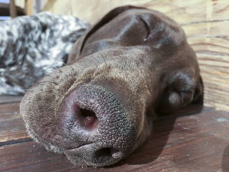 Head of young puppy dog - breed German Shorthaired Pointerの写真素材