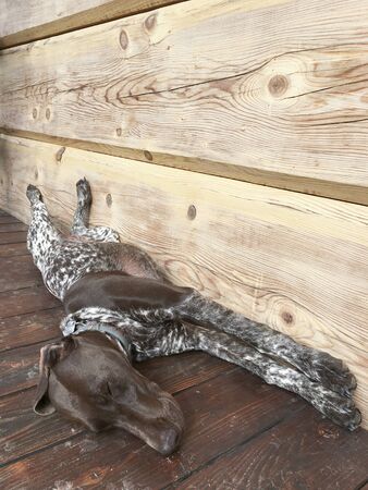 Young puppy dog - breed German Shorthaired Pointerの写真素材