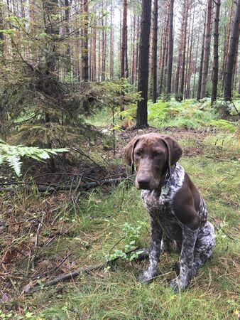 Puppy dog  breed German Shorthaired Pointer in the forest.の写真素材