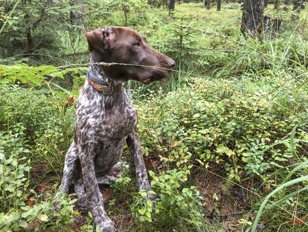 Puppy dog  breed German Shorthaired Pointer in the forest.の写真素材