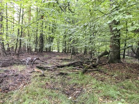 Puppy dog  breed German Shorthaired Pointer in the forest.の写真素材