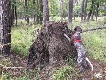 Puppy dog  breed German Shorthaired Pointer in the forest.の写真素材