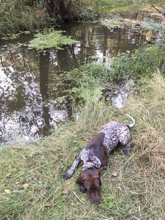 Puppy dog  breed German Shorthaired Pointer on the river coast.の写真素材