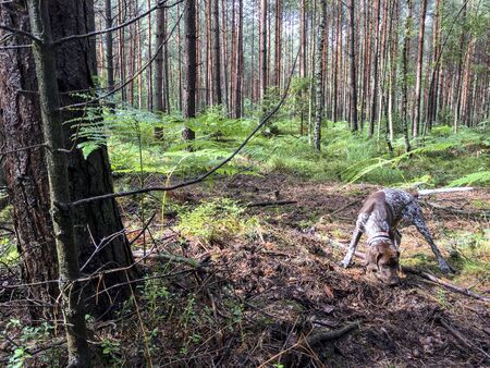 Puppy dog  breed German Shorthaired Pointer in the forest.の写真素材