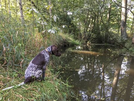 Puppy dog  breed German Shorthaired Pointer on the river coast.の写真素材