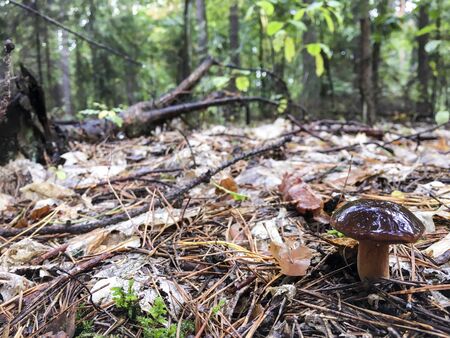 Eatable beauty brown mushroom - Poland.の写真素材