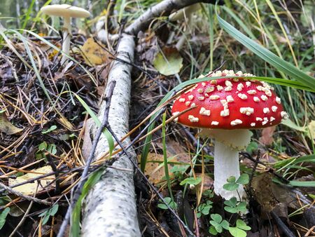 Red and white toadstool in Poland. Autumn time.の写真素材
