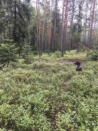 Puppy dog  breed German Shorthaired Pointer in the forest.の写真素材