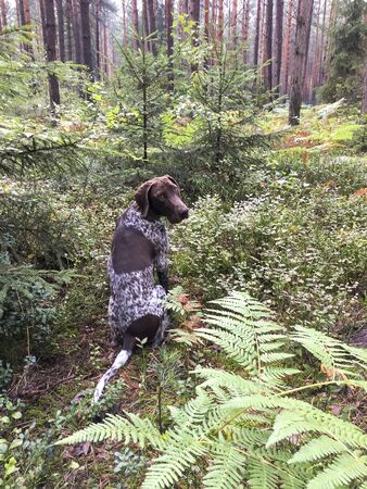 Puppy dog  breed German Shorthaired Pointer in the forest.の写真素材