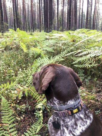 Puppy dog  breed German Shorthaired Pointer in the forest.の写真素材