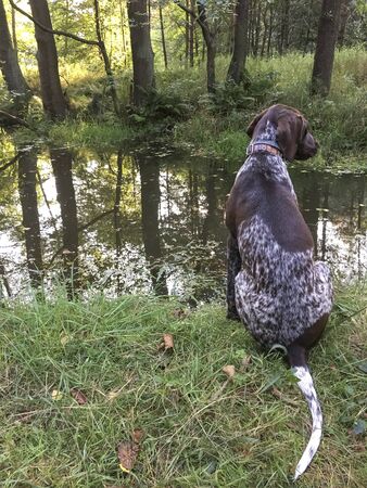 Puppy dog  breed German Shorthaired Pointer on the river coast.の写真素材