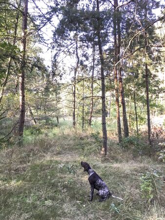 Puppy dog  breed German Shorthaired Pointer in the forest.の写真素材