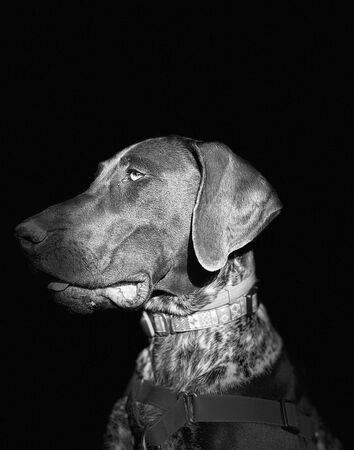 Portrait of puppy dog  breed German Shorthaired Pointer - autumn time.の写真素材