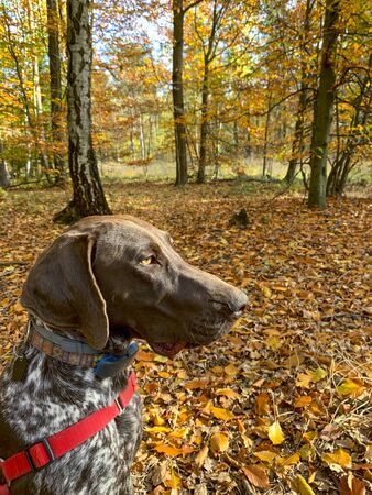 Portrait of puppy dog  breed German Shorthaired Pointer - autumn time.の写真素材