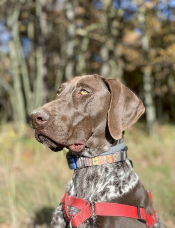 Portrait of puppy dog  breed German Shorthaired Pointer - autumn time.の写真素材