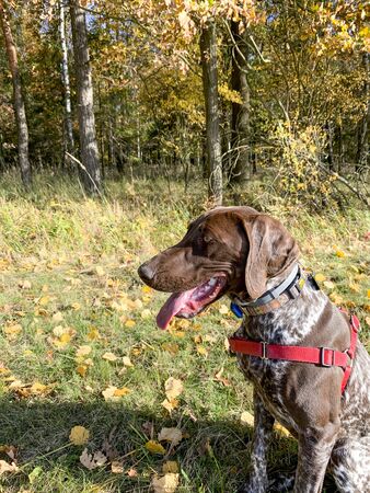 Portrait of puppy dog  breed German Shorthaired Pointer - autumn time.の写真素材