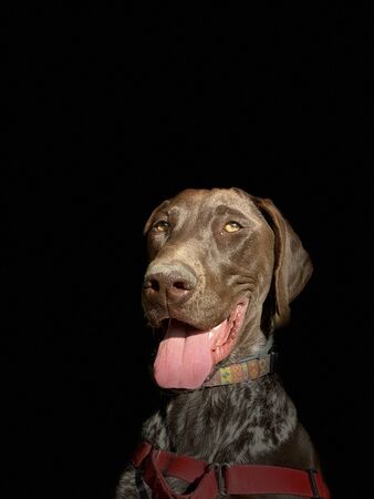 Portrait of puppy dog  breed German Shorthaired Pointer - autumn time.の写真素材