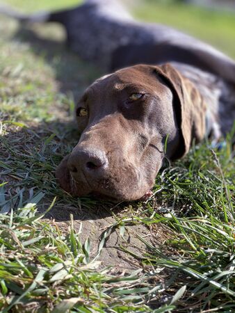Puppy dog  breed German Shorthaired Pointer sleeping  on the grass.の写真素材
