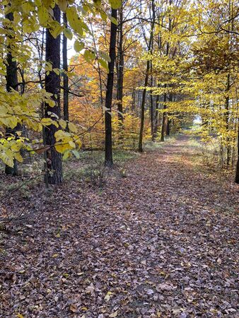Gravel rural route in the forest - autumn time.の写真素材