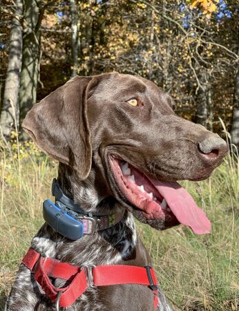 Portrait of puppy dog  breed German Shorthaired Pointer - autumn time.の写真素材