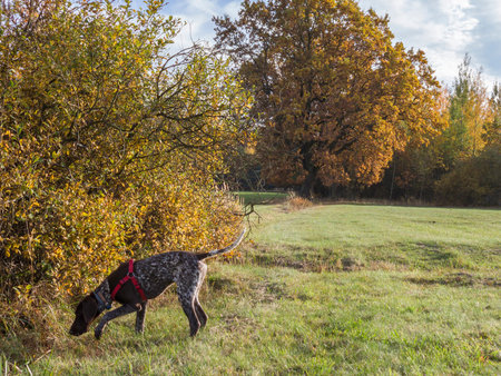 Puppy dog  breed German Shorthaired Pointer on the green meadow.