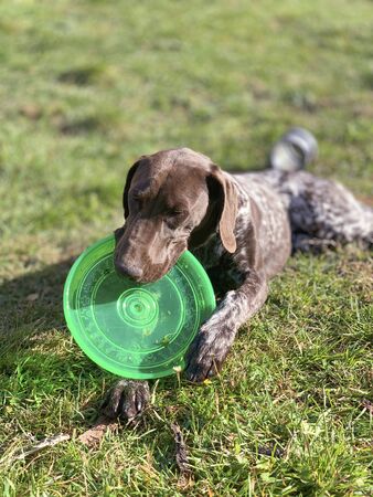 Puppy dog  breed German Shorthaired Pointer with green flying diskの写真素材
