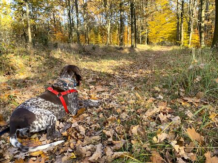 Portrait of puppy dog  breed German Shorthaired Pointer - autumn time.の写真素材