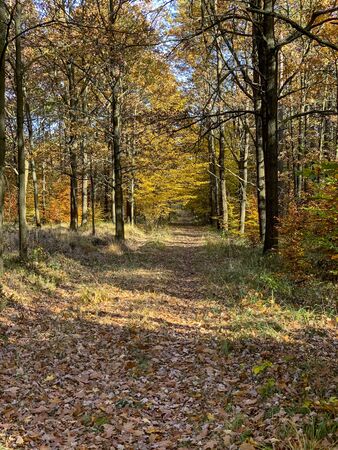 Gravel rural route in the forest - autumn time.の写真素材