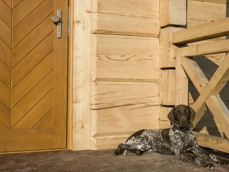 Young puppy dog - breed German Shorthaired Pointerの写真素材