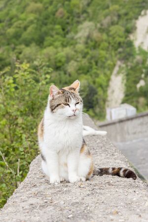 White cat on stone wall - Bagnoregio, Tuscany - Italy..の写真素材