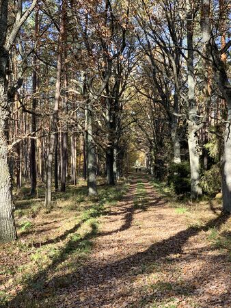 Country rural route in the forest - autumn time in Poland.の写真素材