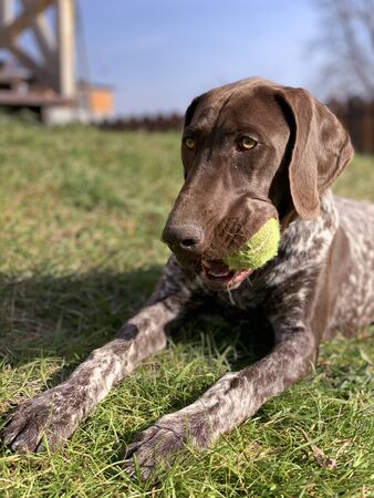Puppy dog with green ball - German Shorthaired Pointerの写真素材