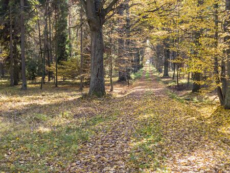 Country rural route in the forest - autumn time in Poland.の写真素材