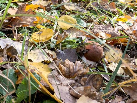 Eatable beauty brown mushroom - Poland.の写真素材