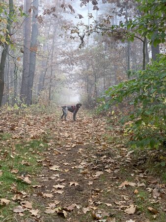 Dog in the forest in foggy autumn day.の写真素材