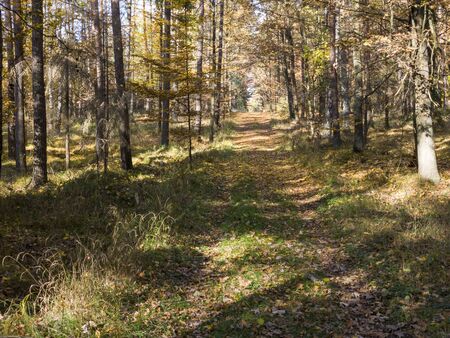 Country rural route in the forest - autumn time in Poland.の写真素材