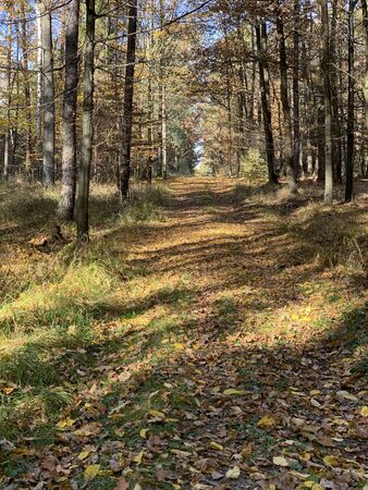 Country rural route in the forest - autumn time in Poland.の写真素材